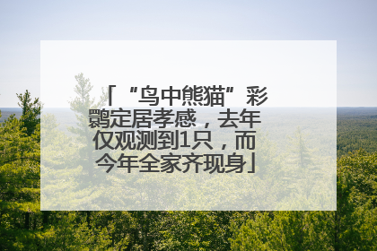 “鸟中熊猫”彩鹮定居孝感，去年仅观测到1只，而今年全家齐现身
