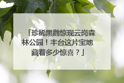 珍稀黑鹳惊现云岗森林公园！丰台这片宝地藏着多少惊喜？