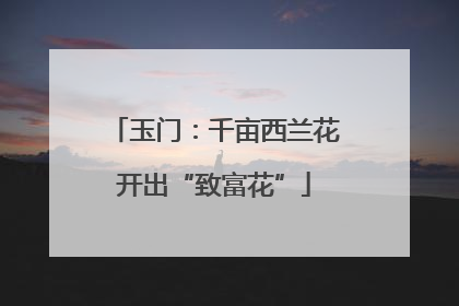 玉门：千亩西兰花开出“致富花”