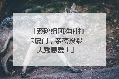燕鸥组团准时打卡厦门，亲密投喂大秀恩爱！