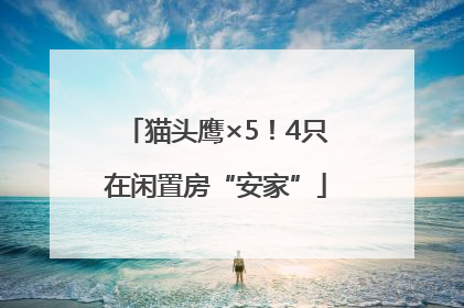 猫头鹰×5！4只在闲置房“安家”