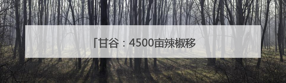 甘谷：4500亩辣椒移栽忙 特色产业助增收
