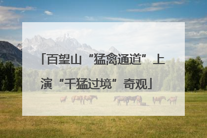 百望山“猛禽通道”上演“千猛过境”奇观