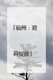 福州：夏荷绽放