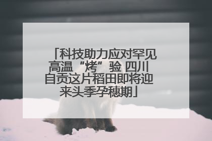 科技助力应对罕见高温“烤”验 四川自贡这片稻田即将迎来头季孕穗期