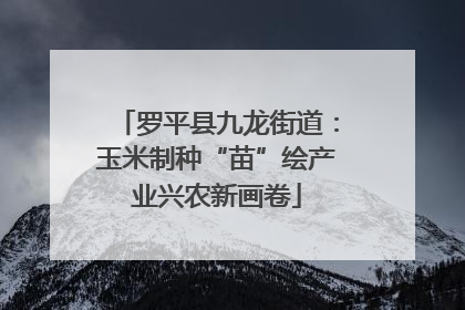 罗平县九龙街道：玉米制种“苗”绘产业兴农新画卷