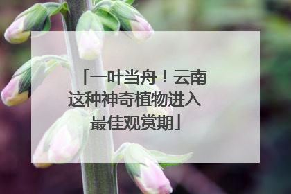 一叶当舟！云南这种神奇植物进入最佳观赏期