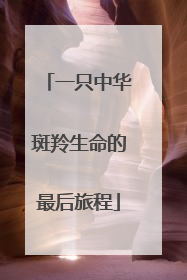 一只中华斑羚生命的最后旅程