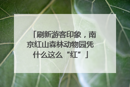 刷新游客印象，南京红山森林动物园凭什么这么“红”