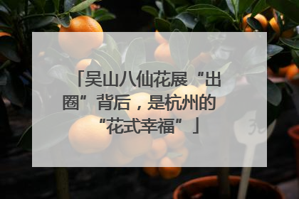 吴山八仙花展“出圈”背后，是杭州的“花式幸福”