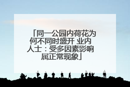 同一公园内荷花为何不同时盛开 业内人士：受多因素影响 属正常现象