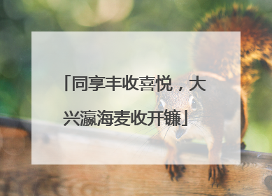 同享丰收喜悦，大兴瀛海麦收开镰