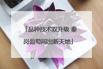 品种技术双升级 秦岗葡萄闯出新天地