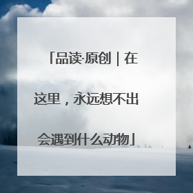 品读·原创｜在这里，永远想不出会遇到什么动物