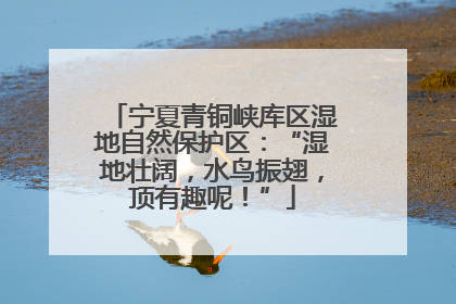宁夏青铜峡库区湿地自然保护区：“湿地壮阔，水鸟振翅，顶有趣呢！”