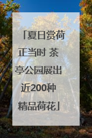 夏日赏荷正当时 茶亭公园展出近200种精品荷花