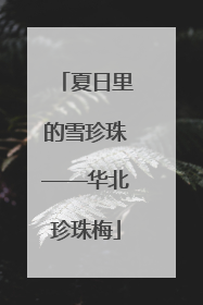 夏日里的雪珍珠——华北珍珠梅