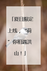 夏日限定上线，“荷”你相遇洪山！