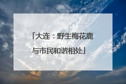 大连：野生梅花鹿与市民和谐相处