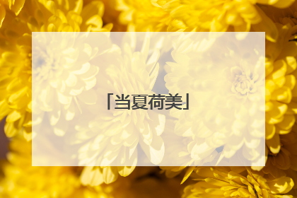 当夏荷美
