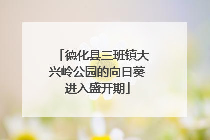 德化县三班镇大兴岭公园的向日葵进入盛开期