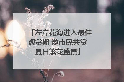 左岸花海进入最佳观赏期 邀市民共赏夏日繁花盛景