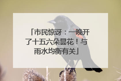 市民惊讶：一晚开了十五六朵昙花！与雨水均衡有关