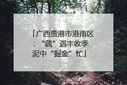 广西贵港市港南区：“藕”遇丰收季 泥中“掘金”忙