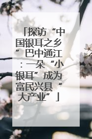 探访“中国银耳之乡”巴中通江：一朵“小银耳”成为富民兴县“大产业”