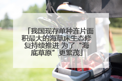 我国现存单种连片面积最大的海草床生态修复持续推进 为了“海底草原”更繁茂