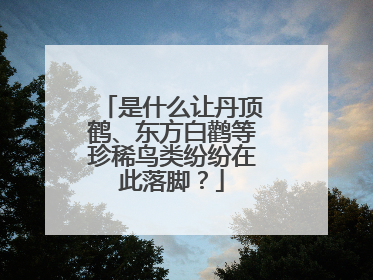 是什么让丹顶鹤、东方白鹳等珍稀鸟类纷纷在此落脚？