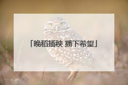 晚稻插秧 播下希望
