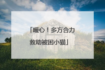 暖心！多方合力救助被困小猫