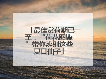 最佳赏荷期已至，“荷花图鉴”带你辨别这些夏日仙子