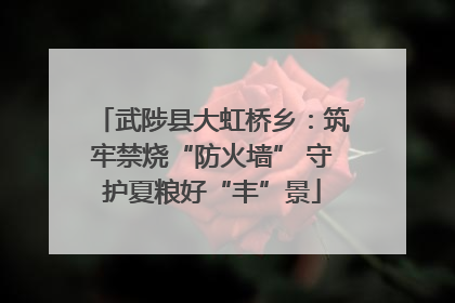 武陟县大虹桥乡：筑牢禁烧“防火墙” 守护夏粮好“丰”景
