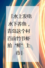 水上发电水下养鱼，青岛这个村百亩竹节虾抢“鲜”上市