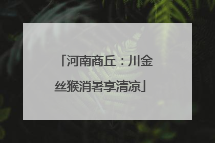 河南商丘：川金丝猴消暑享清凉