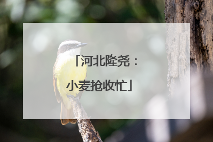河北隆尧：小麦抢收忙