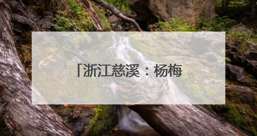 浙江慈溪：杨梅之乡开启丰收季