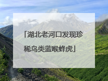 湖北老河口发现珍稀鸟类蓝喉蜂虎