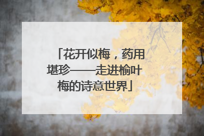 花开似梅，药用堪珍——走进榆叶梅的诗意世界