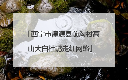 西宁市湟源县前沟村高山大白杜鹃走红网络
