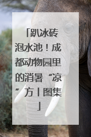 趴冰砖 泡水池！成都动物园里的消暑“凉”方丨图集