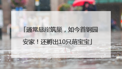 通常悬崖筑巢，如今首钢园安家！还孵出10只萌宝宝
