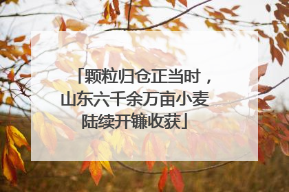 颗粒归仓正当时，山东六千余万亩小麦陆续开镰收获