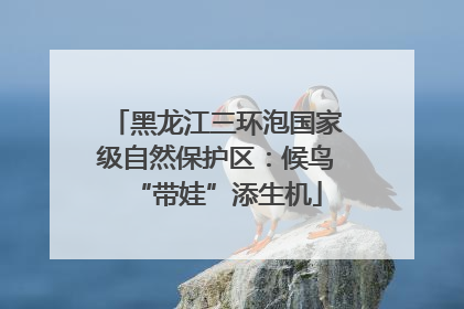 黑龙江三环泡国家级自然保护区：候鸟“带娃”添生机