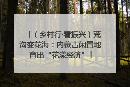 （乡村行·看振兴）荒沟变花海：内蒙古闲置地育出“花漾经济”
